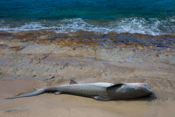 Saint-Barth - Requin tigre échoué SXM